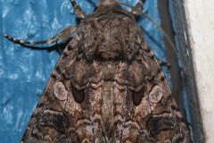 Anarta obesula