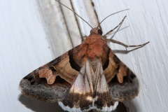 Drasteria pallescens