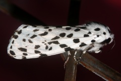 Hypercompe permaculata