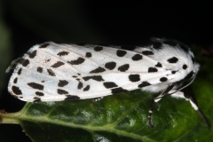 Hypercompe permaculata