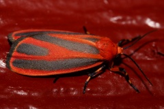 Hypoprepia miniata