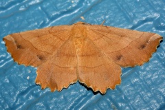 Euchlaena johnsonaria