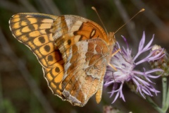 Euptoieta claudia