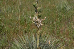Yucca glauca