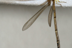 Antlion