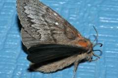 Gloveria arizonensis