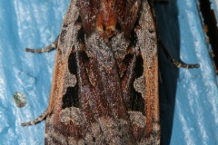 Parabagrotis exsertistigma