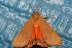 Holomelina aurantiaca