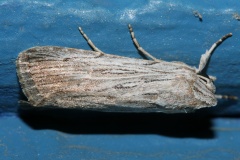 Cucullia sp.