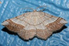 Eumacaria madopata (latiferrugata)