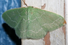 Synchlora aerata