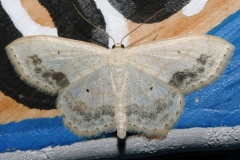 Scopula limboundata