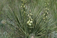 Yucca glauca