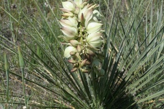 Yucca glauca
