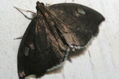 Perispasta caeculalis