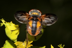 Ectophasia crassipennis