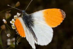Anthocharis cardamines ♂