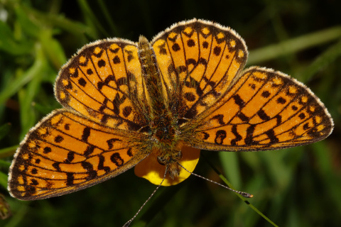 Boloria selene