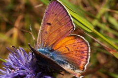 Lycaena alciphron ♂
