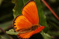Lycaena virgaureae ♂