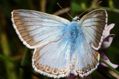 Polyommatus coridon ♂