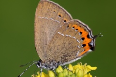 Satyrium pruni