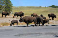 Second Herd (Travels &raquo; US Trip 1: Cheyenne Country &raquo; The Journey &raquo; Yellowstone National Park &raquo; Buffalos)