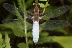 Libellula depressa ♂ (Animals &raquo; Insects &raquo; Dragonflies)