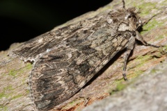 Polia nebulosa (Zwierzęta &raquo; Owady &raquo; Motyle i ćmy)