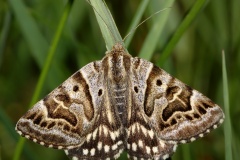 Euclidia mi (Animals &raquo; Insects &raquo; Butterfies and Moths &raquo; Erebidae)