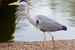 Czapla siwa (Podróże &raquo; Londyn &raquo; Zwierzęta)