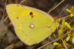 Colias croceus ♀ (Zwierzęta &raquo; Owady &raquo; Motyle i ćmy)
