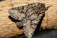 Hada plebeja (Animals &raquo; Insects &raquo; Butterfies and Moths)