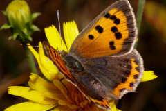 Lycaena phlaeas ♀ (Zwierzęta &raquo; Owady &raquo; Motyle i ćmy &raquo; Lycaenidae)