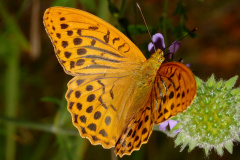 Argynnis paphia ♂ (Zwierzęta &raquo; Owady &raquo; Motyle i ćmy &raquo; Nymphalidae)