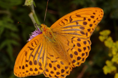 Argynnis paphia ♂ (Zwierzęta &raquo; Owady &raquo; Motyle i ćmy &raquo; Nymphalidae)