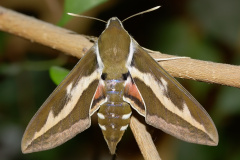 Hyles gallii (Zwierzęta &raquo; Owady &raquo; Motyle i ćmy &raquo; Sphingidae)