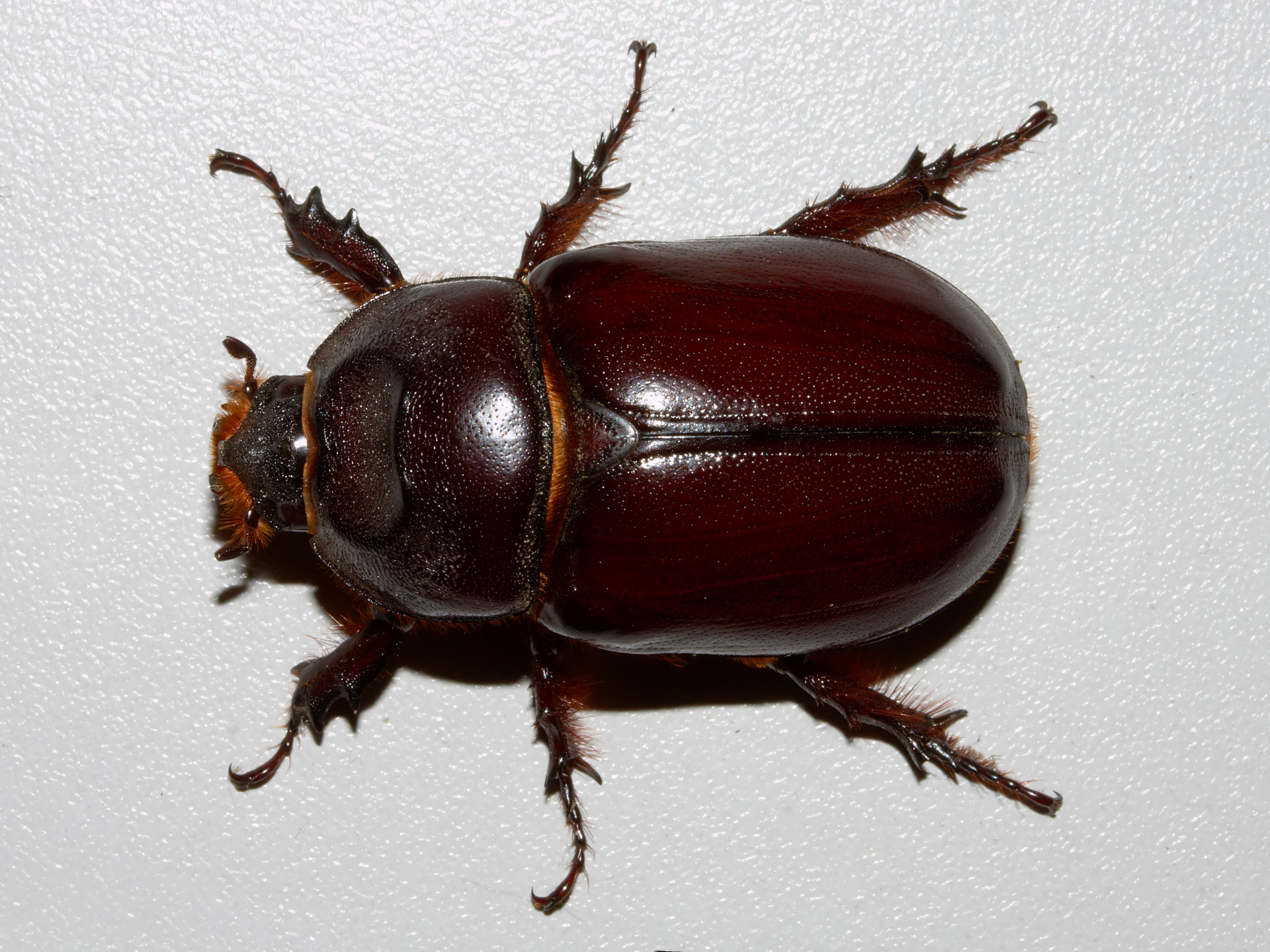 Oryctes nasicornis ♀ (Zwierzęta &raquo; Owady)