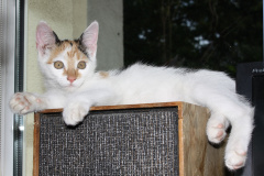 IMG_1484 (Animals &raquo; Patchy and Trixy)