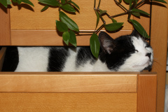 IMG_5832 (Animals &raquo; Patchy and Trixy)