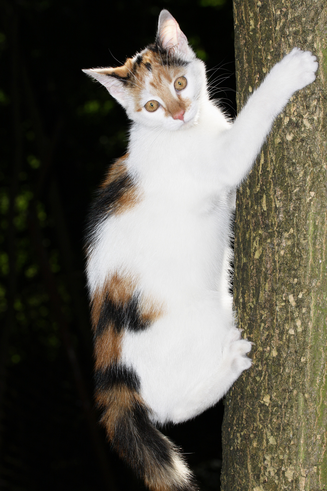 IMG_1973 (Zwierzęta &raquo; Łatek i Psotka)