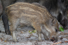 Warchlak dzika (Zwierzęta)