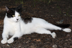 IMG_1303 (Animals &raquo; Patchy and Trixy)