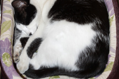 IMG_3951 (Zwierzęta &raquo; Łatek i Psotka)