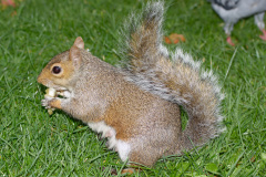 Wiewi&oacute;rka (Podróże &raquo; Londyn &raquo; Zwierzęta)