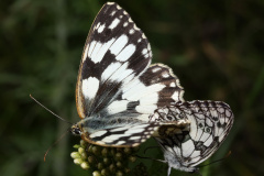 Melanargia galathea tandem (Zwierzęta &raquo; Owady &raquo; Motyle i ćmy &raquo; Nymphalidae)
