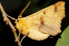 Ennomos autumnaria (Zwierzęta &raquo; Owady &raquo; Motyle i ćmy &raquo; Geometridae)