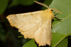 Ennomos autumnaria (Zwierzęta &raquo; Owady &raquo; Motyle i ćmy &raquo; Geometridae)