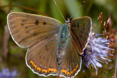 Lycaena alciphron ♀ (Zwierzęta &raquo; Owady &raquo; Motyle i ćmy &raquo; Lycaenidae)