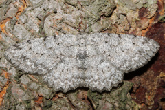 Hypomecis punctinalis (Zwierzęta &raquo; Owady &raquo; Motyle i ćmy &raquo; Geometridae)